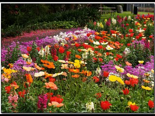 يا ورد الجناين-هدى سلطان