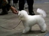 JAPAN Bichon Frise FCI Japan international dog show 2010　Ｎｏ 5