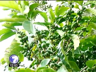 Baja en precios amenaza con agravar crisis de productores de café