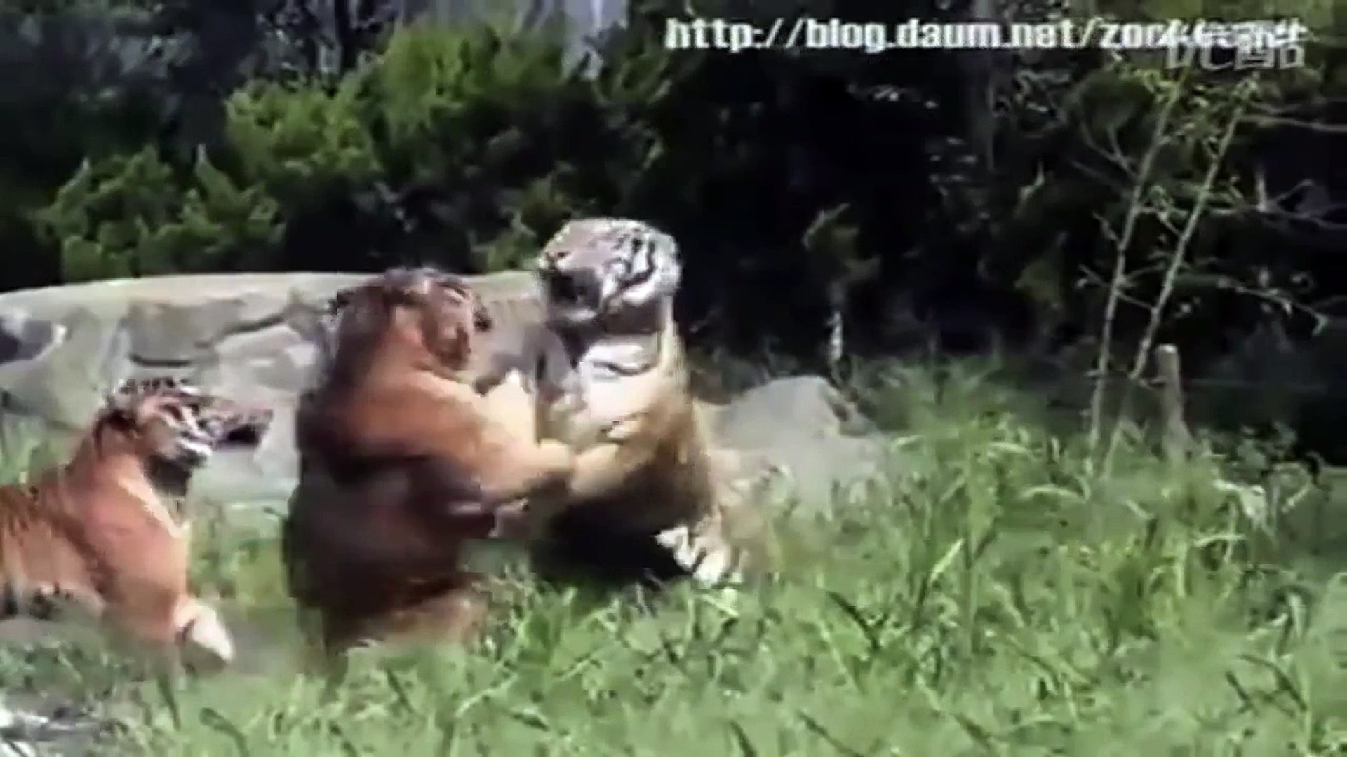 Siberian tiger vs. Bengal tiger - Fighting techniques