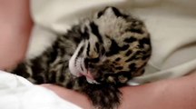 Baby clouded leopard