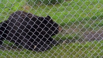 Discovery Wildlife Park Video Contest Entry