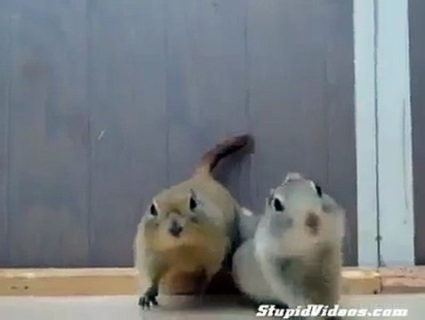 squirrels are fighting for carrots
