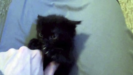 Un chaton trop mignon