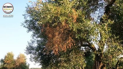 Donno, Martelli (M5S): "Facciamo luce sul caso Xylella fastidiosa" - MoVimento 5 Stelle