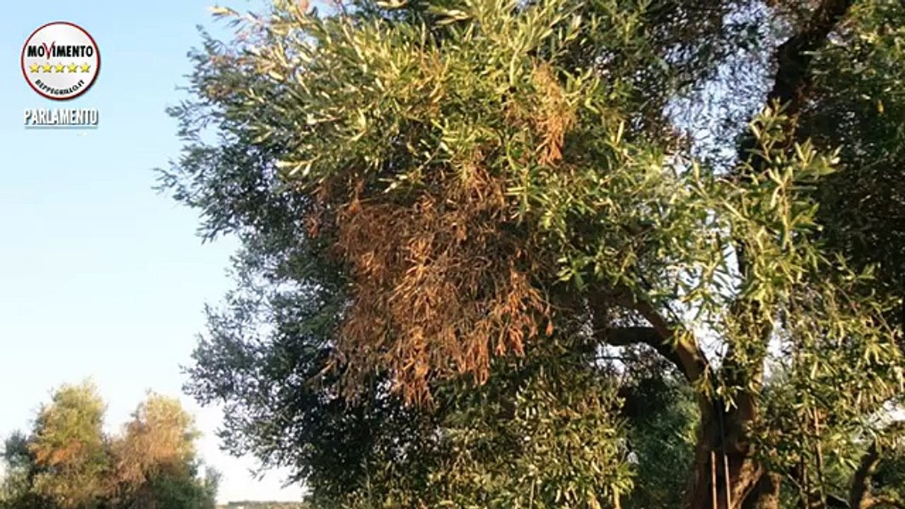 Donno, Martelli (M5S): "Facciamo luce sul caso Xylella fastidiosa" - MoVimento 5 Stelle