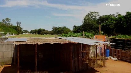 Galinheiro é construído no Cemitério dos Amarais