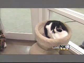 Kitty Attacks Reporter