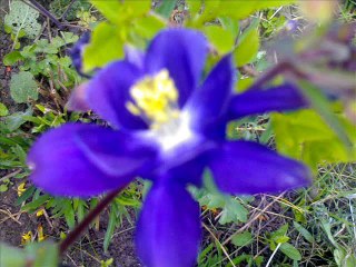 Wagma New Song  Marawar Janan Tappy