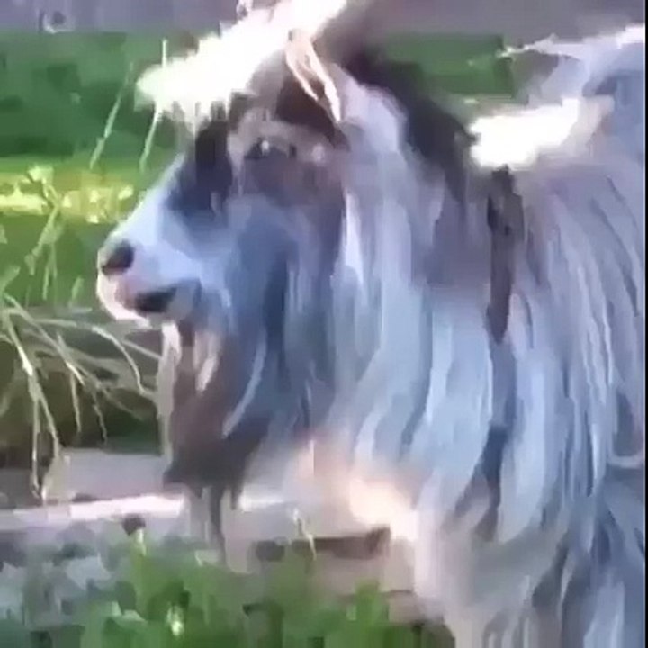 Ce Bouc Danse au Rythme de la Musique