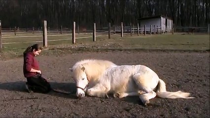 Clickertraining - Flach liegen Teil 2