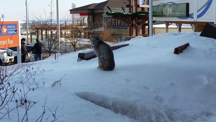 Une femme rencontre un lynx dans la ville
