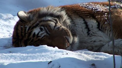 16 x 9 - Liquidating the Forests