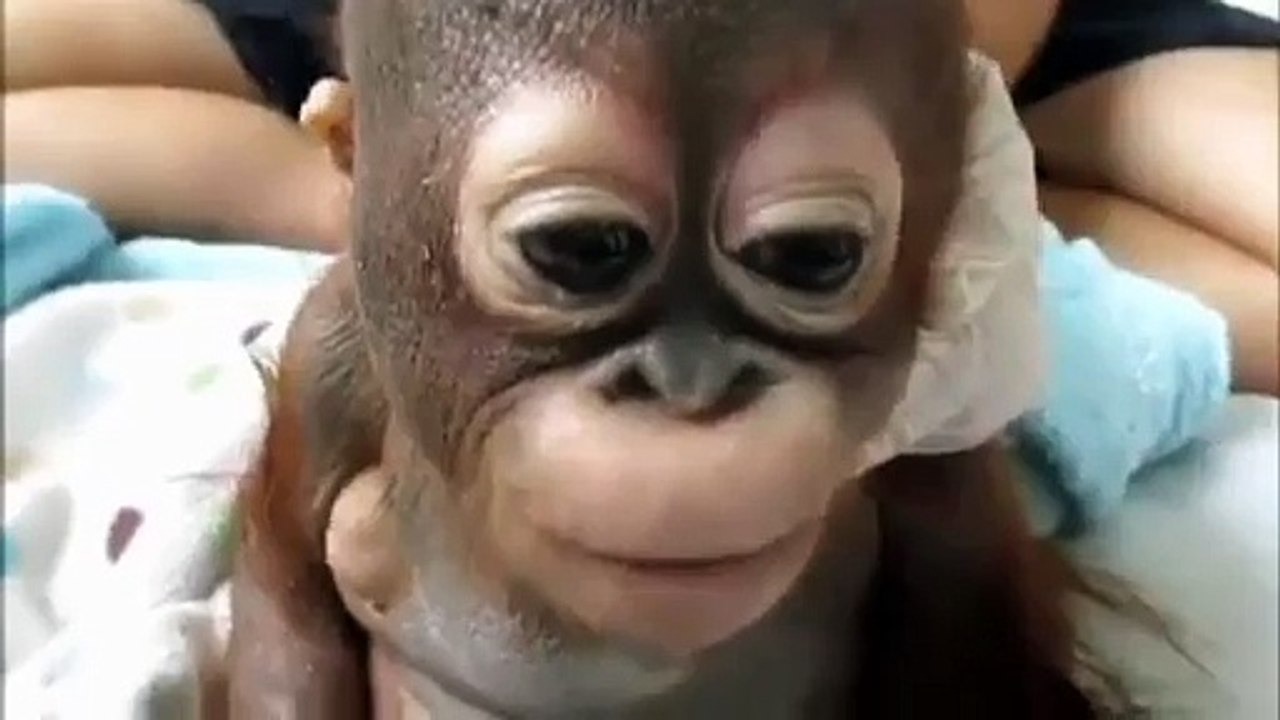 Rescued baby orangutan meets another for the first time_2