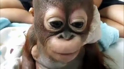 Rescued baby orangutan meets another for the first time_2