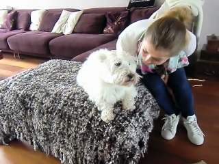 conversation with my talking dog