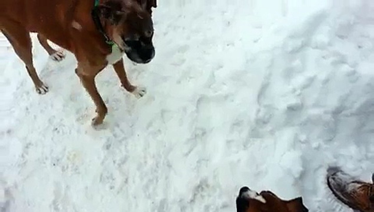 Un vieux chien joue un mauvais tour à un jeune chien