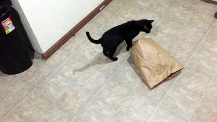 Comment attraper un chat