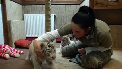 Rare white tiger cubs make appearance at zoo in Hungary