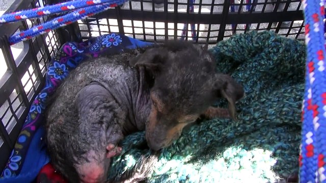 Un bébé chien abandonné, sauver de la noyade : histoire magique!