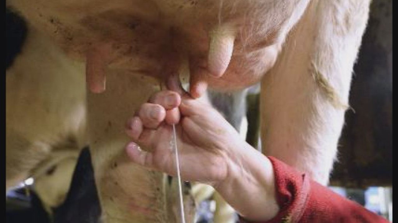 Fin des quotas laitiers dans l'UE dès le 1er avril