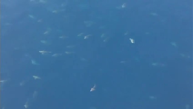 Hundreds of sharks returning to Louisiana : so impressive