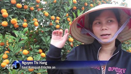 Voller Pestizide: Kumquat-Früchte aus Vietnam