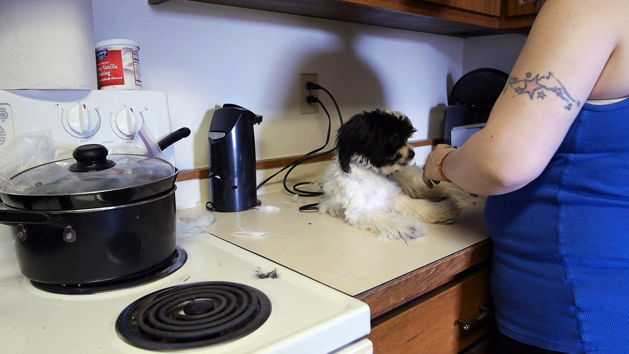 Pipsqueak gets her first haircut