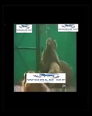 Lion vs Tiger, Lion vs Tiger HD