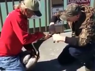 Pelican picked up some fishing wire around his beak and a hero saves the pelican of the wire!