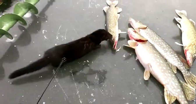 Mink stealing a pike fish