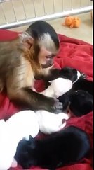 Un singe caresse des chiots
