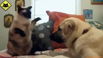 FUNNY VIDEOS_ Funny Cats vs Funny Dogs - Funny Animal