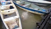 Feeding piranhas in a river in Brazil