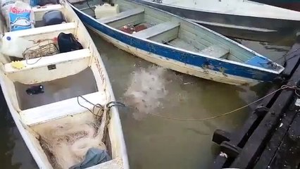 Feeding piranhas in a river in Brazil