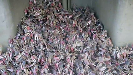 Fiddler-Crab-Migration