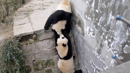 Real-Kung-Fu-Panda