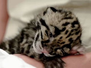 Bébé panthère nébuleuse
