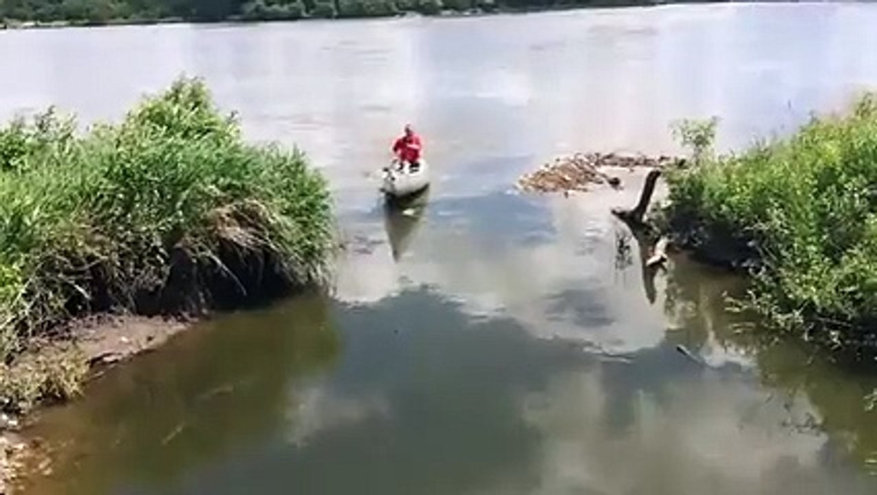 Attaque massive de poissons !