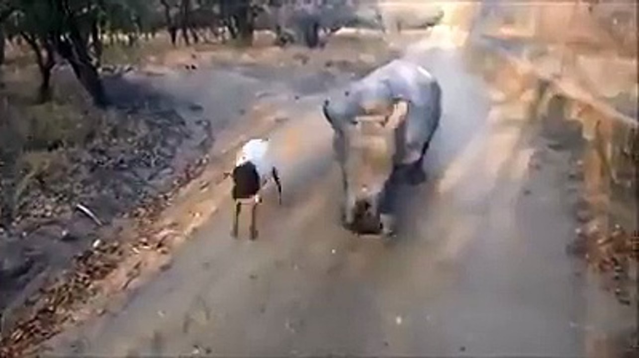 Gertjie and Lammie playing together