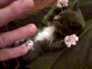 Chaton pattes en l'air