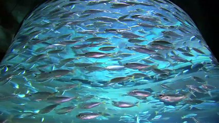 Atlantis The Palm In Dubai – It's Another World (AMAZING PLACE)