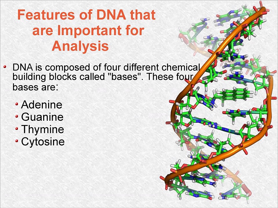 Deoxyribonucleic Acid (DNA)