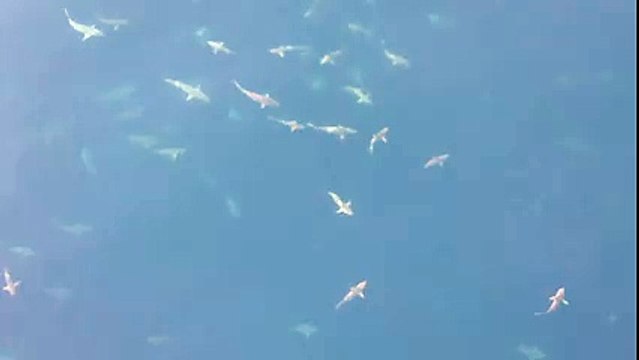 Köpek balıkları süpeer