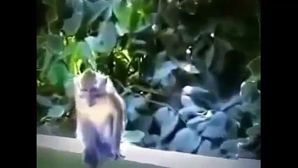 sexxyyy video 2014 nik English best funny animals compilation funny videos 2014 HD Part54