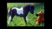 Horse: The First Jumping Of Baby Horses - Love animal