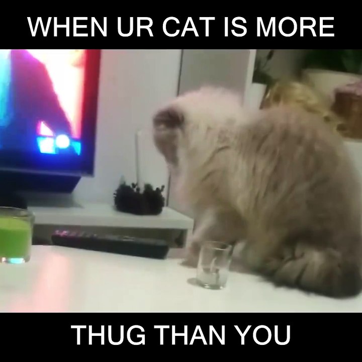 best thug life video ever