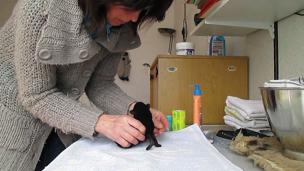 chiot handicapé de 4 jours