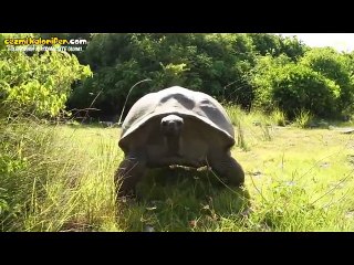 Hatun Tavlamaya Çalışırken Rahatsız Edilen Kaplumbağa