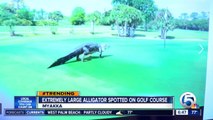Images Show Gator At Golf Course Eating A Turtle